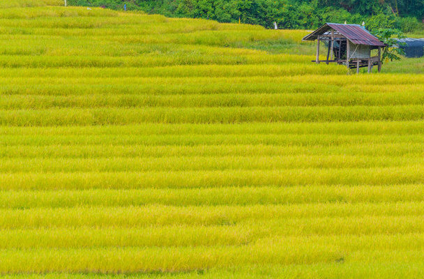  campo de arroz dourado tempo do dia
 . - Foto, Imagem