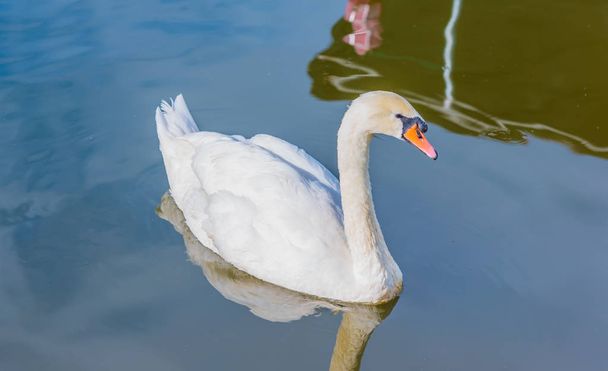 obrázek jedné bílé labutě plavající v jezeře. - Fotografie, Obrázek