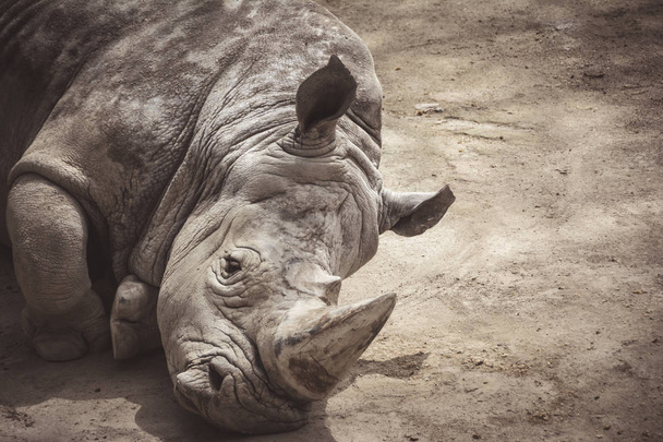 Rhinocéros blanc au repos et ennuyé
 - Photo, image