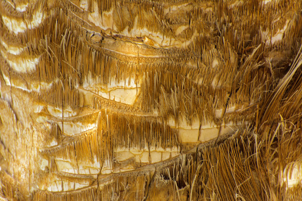 На заднем плане коры пальмы. Крупный план фрагментов коры дерева в хаотичном абстрактном дизайне. В категории творческого фона экзотического летнего отдыха, заставки, обои
. - Фото, изображение