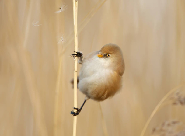 Bearded tit female feeding on seeds in reed bed - Photo, Image