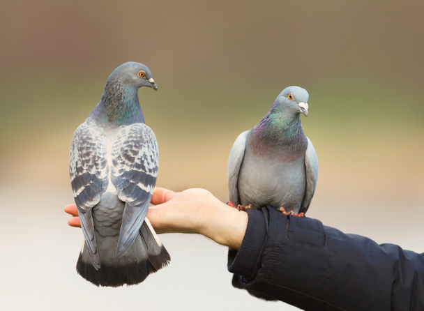 Primo piano di due piccioni selvatici appollaiati su una mano
 - Foto, immagini