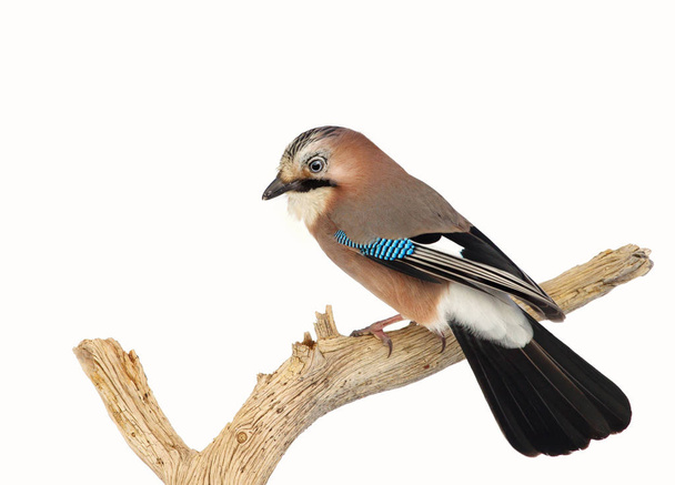 Eurasian Jay perched on a tree branch in winter - Photo, Image