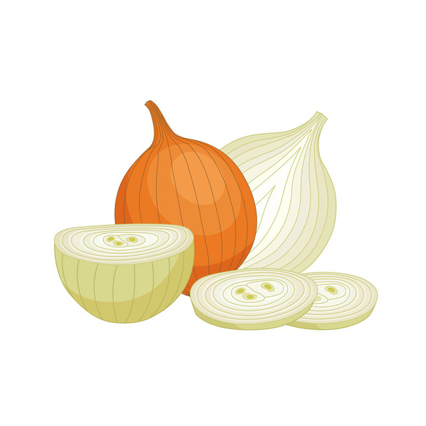Composition of several bulbs. Vector Onion whole, half and chopped. - Вектор, зображення