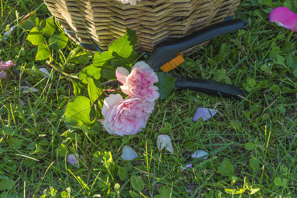Corte rosa rosa e tesouras de poda na grama perto da cesta de vime
 - Foto, Imagem