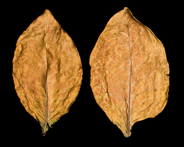 Leaf tobacco - Foto, afbeelding