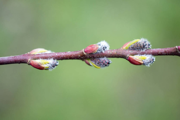 Weidenblüte im Frühling, Makrobild, - Foto, Bild