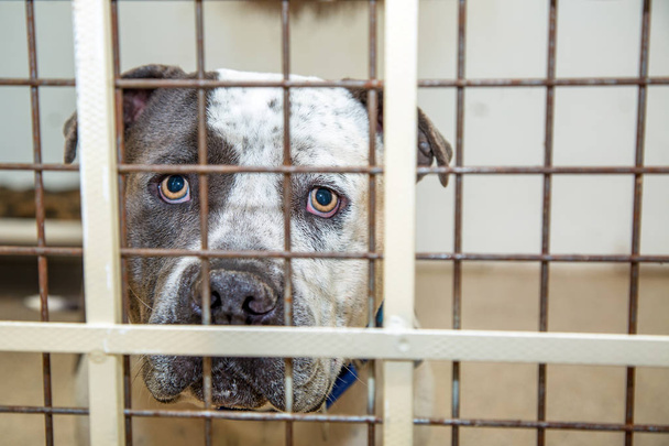 Trauriger großer Pitbull-Mischlingshund hinter Gittern eines Zwingers im Tierheim - Foto, Bild