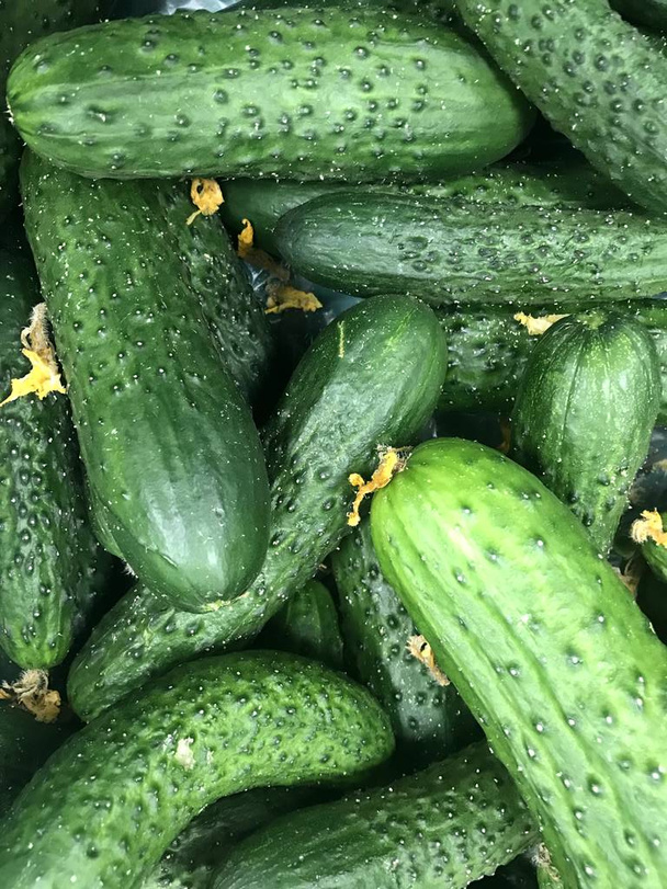 Verse groene biologische komkommers op de markt - Foto, afbeelding