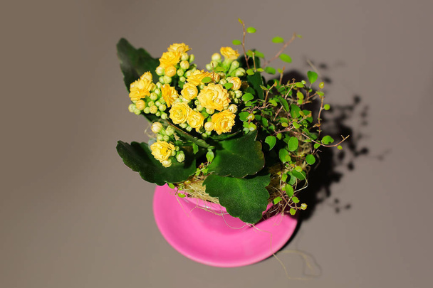 Το Kalanchoe κίτρινο λουλούδι ανθίζει απομονώνονται σε ροζ ποτ σε γκρι φόντο. Φόντο λουλούδι άνοιξη. - Φωτογραφία, εικόνα