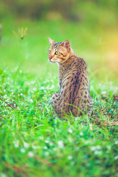 Bastante gato de bengala sentado en la hierba verde y mirando a un lado
. - Foto, imagen