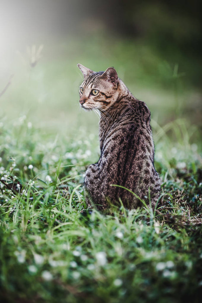 Bastante gato de bengala sentado en la hierba verde y mirando a un lado
.  - Foto, Imagen
