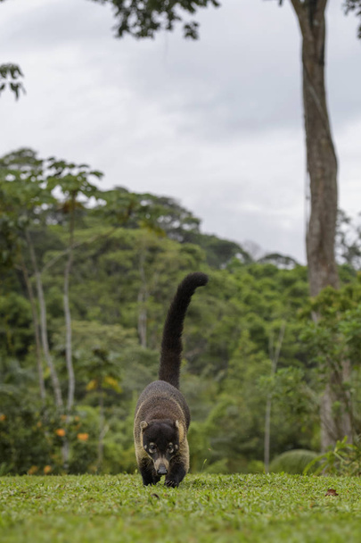 Coati de nariz branco - Nasua narica, pequeno carnívoro de nariz branco comum da floresta da Costa Rica
. - Foto, Imagem