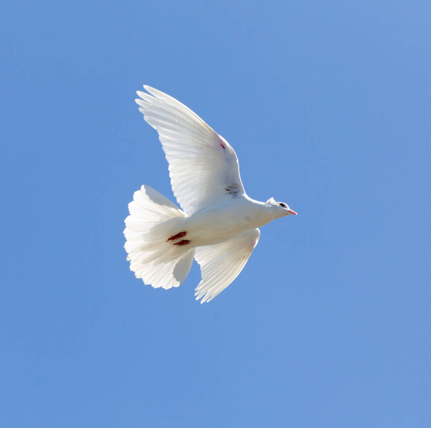white dove on a blue sky - Foto, Imagen