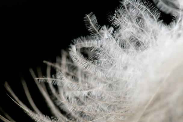 feather on a black background - Foto, imagen