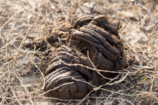 animal feces on the ground - Zdjęcie, obraz