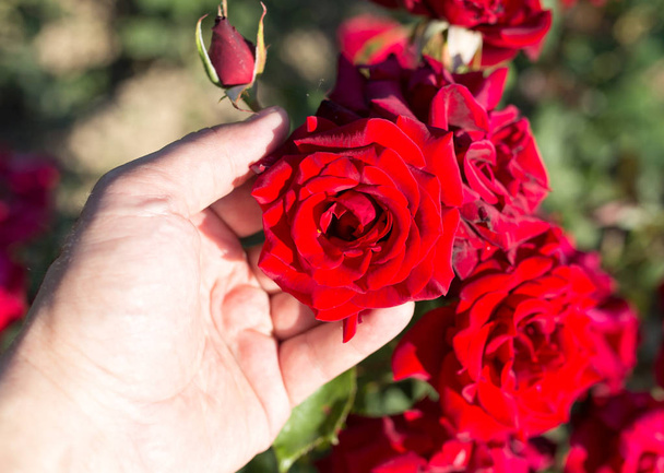 rote Rose in der Hand in einem Park am Rande der Natur - Foto, Bild