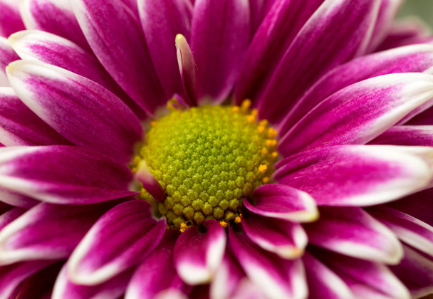 pink flower as background - Photo, image