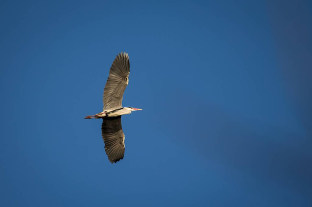 Летающий серые цапли (Ardea стегеа Линней) - Фото, изображение