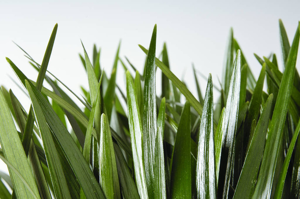 Las hojas de hierba se cierran aisladas sobre fondo blanco
 - Foto, imagen