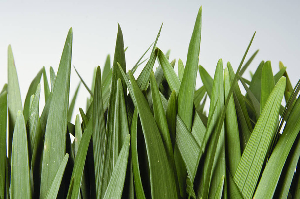 Листя трави крупним планом ізольовані на білому тлі
 - Фото, зображення