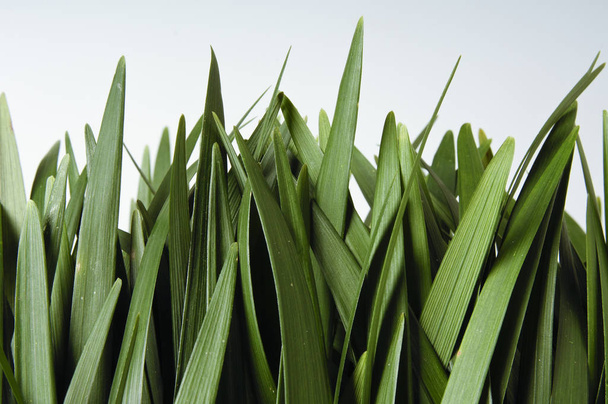 Grass laat close-up geïsoleerd op witte achtergrond - Foto, afbeelding