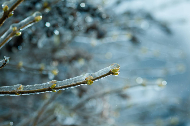 氷で緑の芽の枝 - 写真・画像
