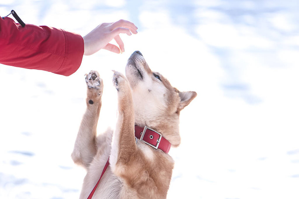 Shiba inu raza perro juega con una chica, una chica alimenta a un perro, en un
  - Foto, Imagen