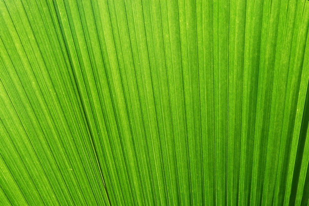Palm Leaf Background - Photo, Image