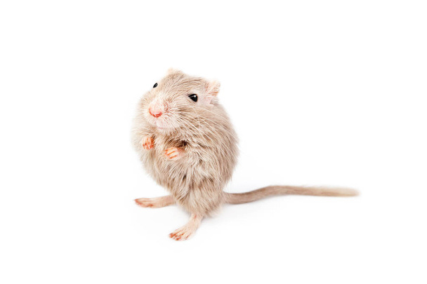 gray mouse gerbil  - Photo, Image