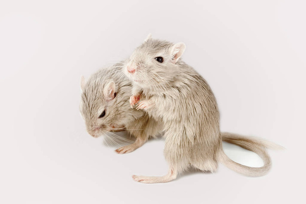 gray mouse gerbil  - Фото, изображение