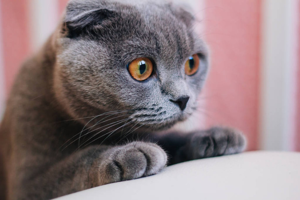 Gray British cat with bright orange eyes - Fotoğraf, Görsel