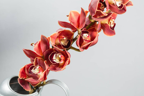 Lots of buds Orange brown orchid flower or Phalaenopsis orchid. Light gray background - Foto, imagen