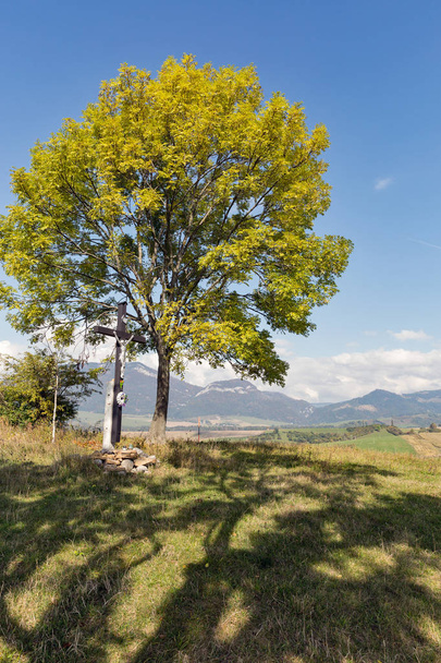 árvore solitária em um pasto de colina alta
 - Foto, Imagem