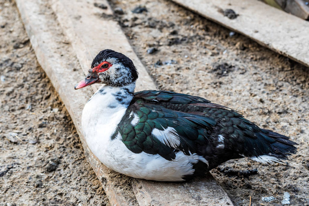Muscovy duck or Cairina moschata at farmyard - Photo, Image