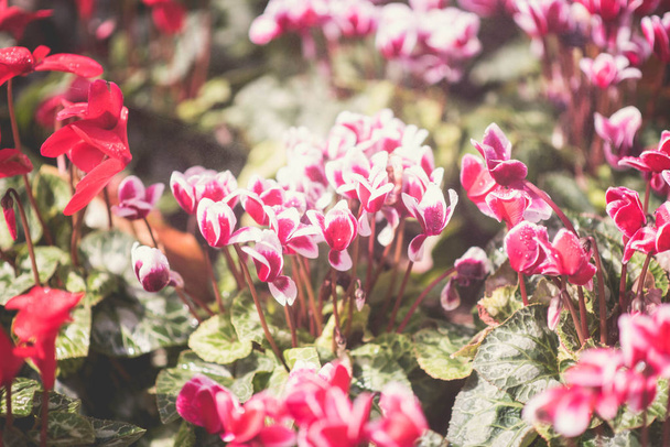 çiçekler arka plan vintage rengi, doğa arka plan kavramı - Fotoğraf, Görsel