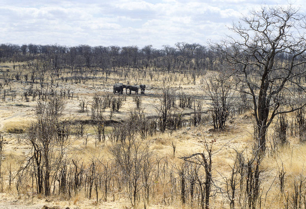 sloni (Loxodonta africana), národní park Hwange, Zimbabwe, Afrika - Fotografie, Obrázek