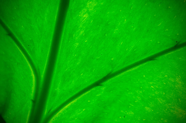 Natural green leaf background texture. Depth of field (DOF), blur, defocus and vignette effect. - Photo, Image