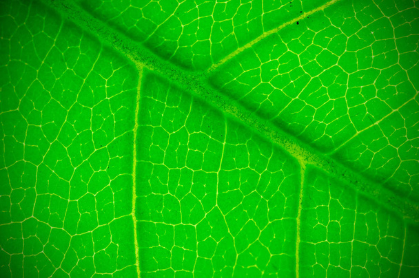 Natural green leaf background texture. Depth of field (DOF), blur, defocus and vignette effect. - Photo, Image