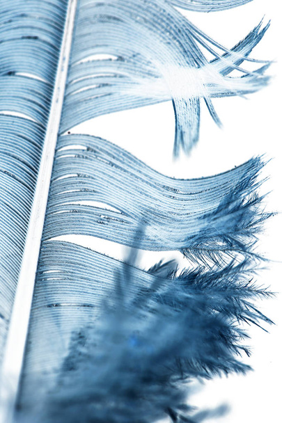 blue feather on a white background - Foto, Bild