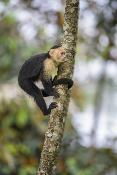 Белолицый капуцин - Cebus capucinus, красивые бронзовые белые лица примат из леса Коста-Рики
. - Фото, изображение