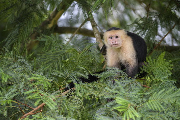Capuchino de cara blanca Cebus capucinus, hermosas caras blancas bronceadas primate del bosque de Costa Rica
. - Foto, imagen