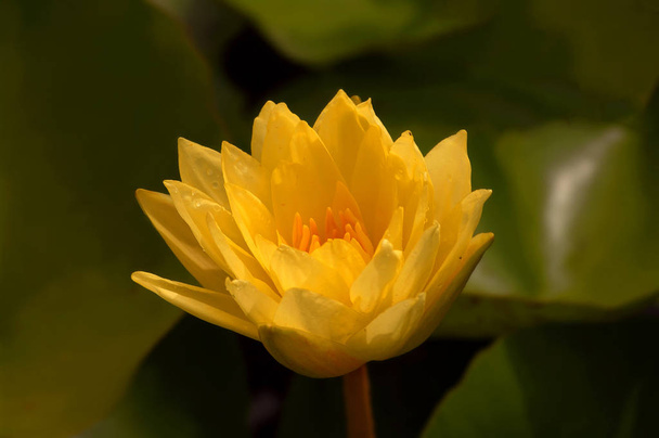 Splendida ninfee, loto, galleggiante in un piccolo stagno a primavera
 - Foto, immagini