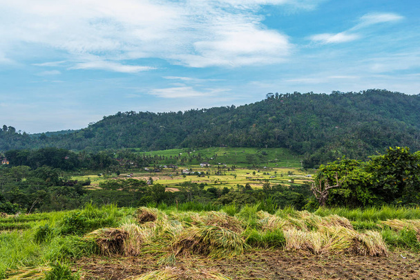 Rice terraces beautiful landscape in Bali, Indonesia - Fotoğraf, Görsel