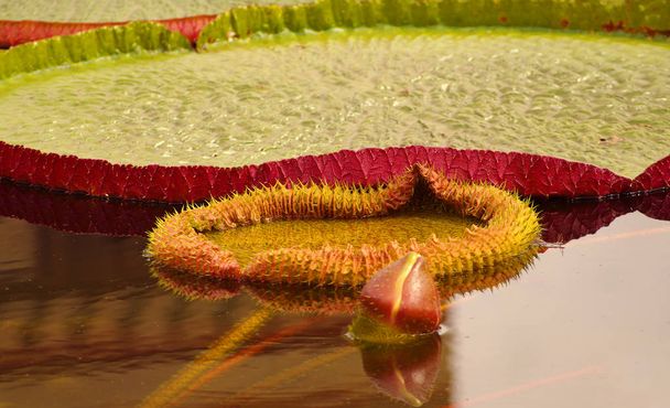 Gorgeous water lily, lotus, floating in a small pond at Spring - Photo, Image