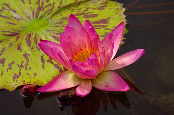 Prachtige water lily, lotus, drijvend in een kleine vijver op voorjaar - Foto, afbeelding