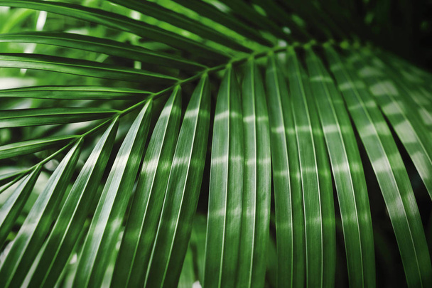 Green tropical palm leaf with sunlight background - Fotó, kép