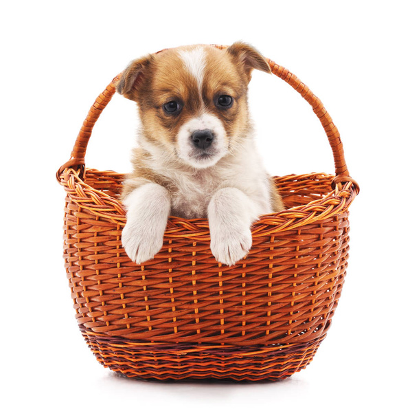 Little puppy in a basket. - Zdjęcie, obraz