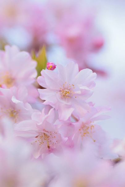 Makró textúrája japán rózsaszín sírva Cherry Blossoms - Fotó, kép