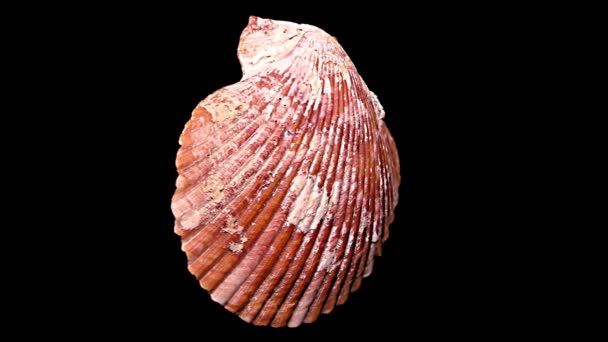 Seashell geïsoleerd op zwarte achtergrond Close-up, Detail - Video